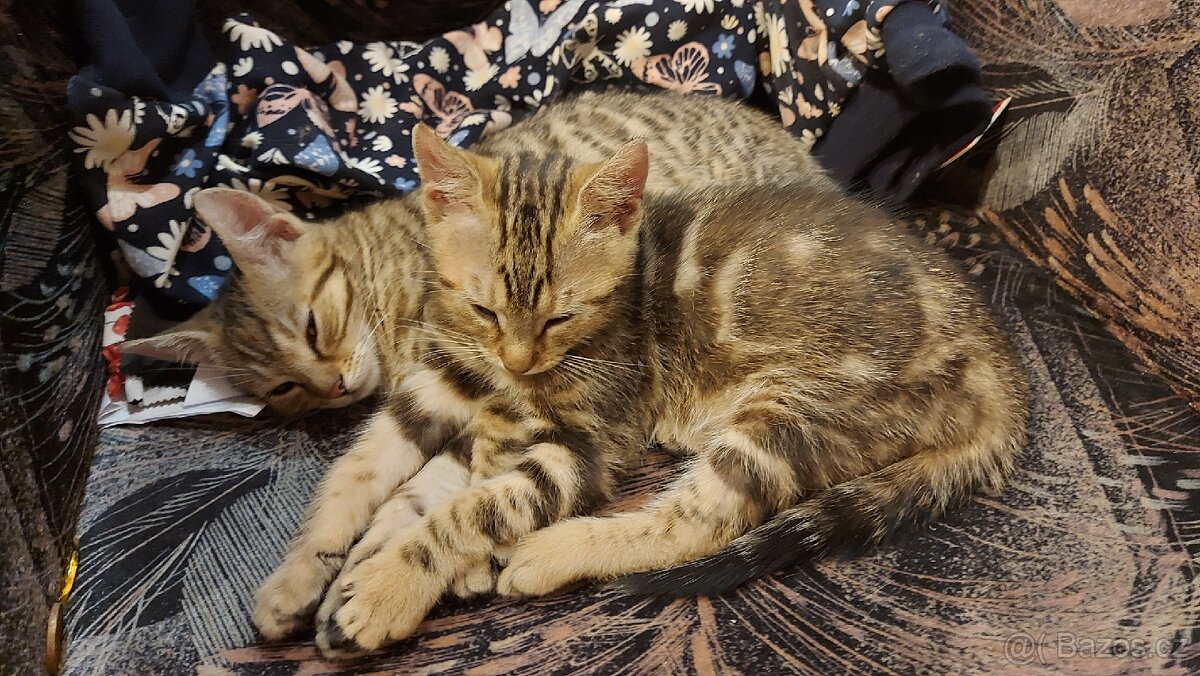 Daruji 2 koťátka (2 holky) - 7