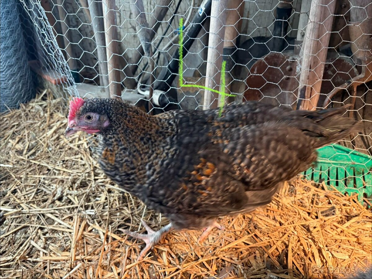 Kohouti, slepice - 7