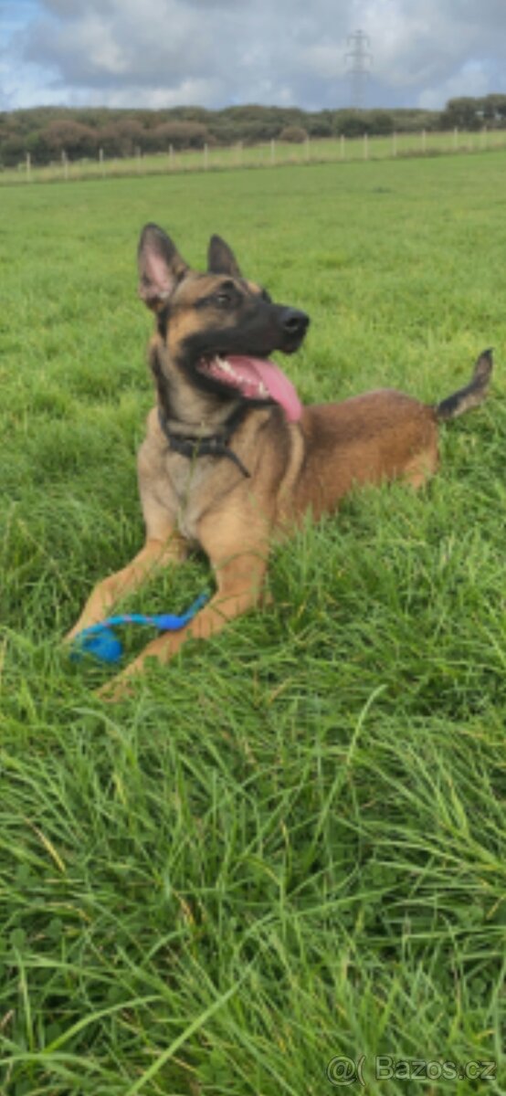 Belgický ovčák malinois - 7