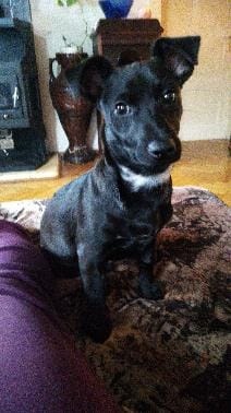 Stěně Jezevčík - 7