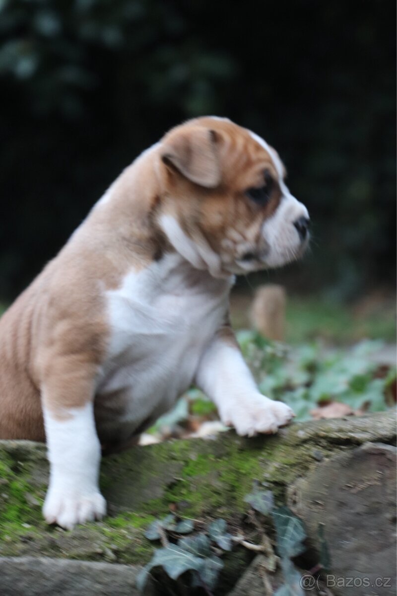 Americký stafordšírský teriér s PP fenka 1 - 7