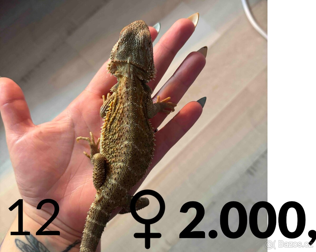 Agama vousatá - mláďata, vlastní chov - 7