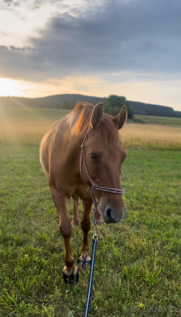 Pasování botek pro koně: - 7