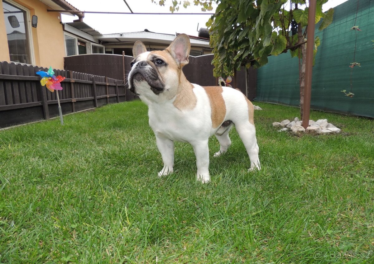 Francouzský buldoček S PP. - 7