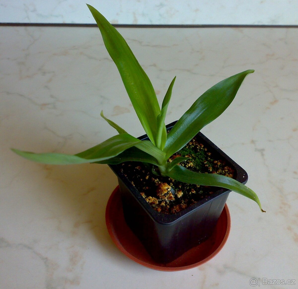 Pekingská tráva - Murdannia loriformis - zakořeněné řízky - 7