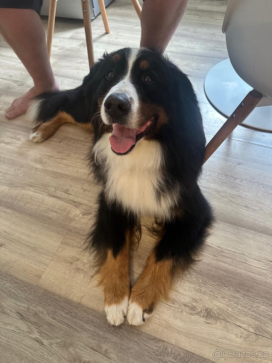 Šťěňata Bernský salašnický pes bez Pp - 7