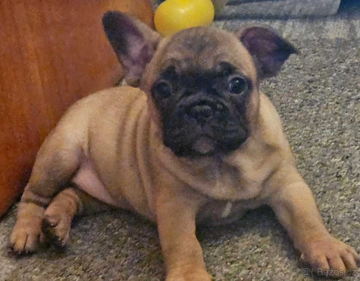 Francouzský buldoček - 7