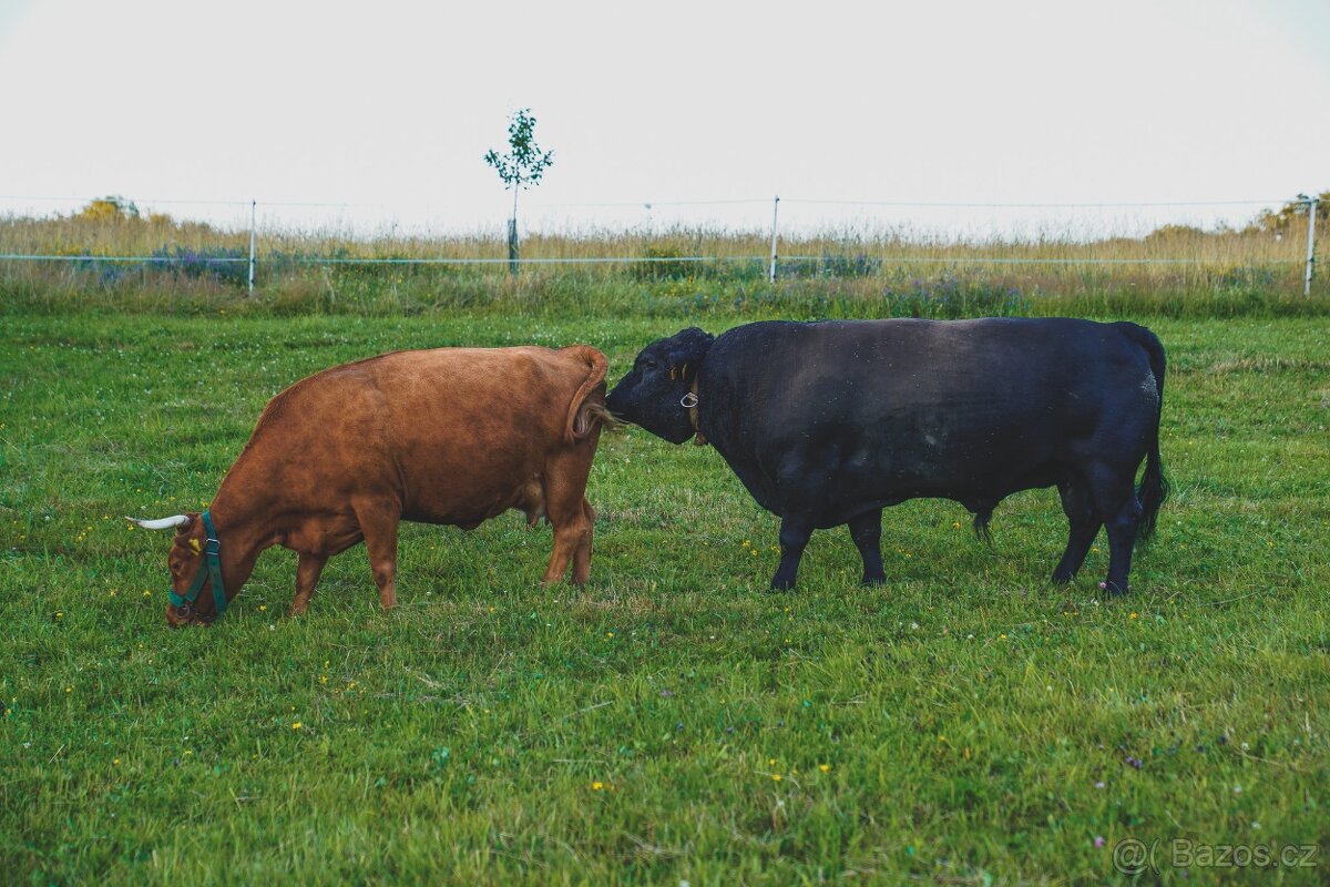 Rezervace na dexter jalovice s POP na rok 2026 - 7