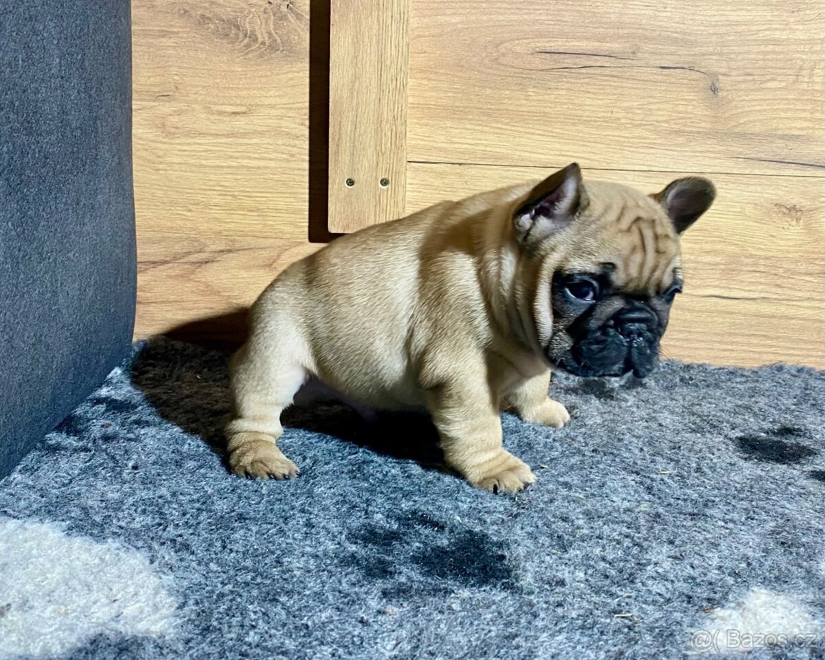 TOP francouzský buldoček s PP FCI - 7