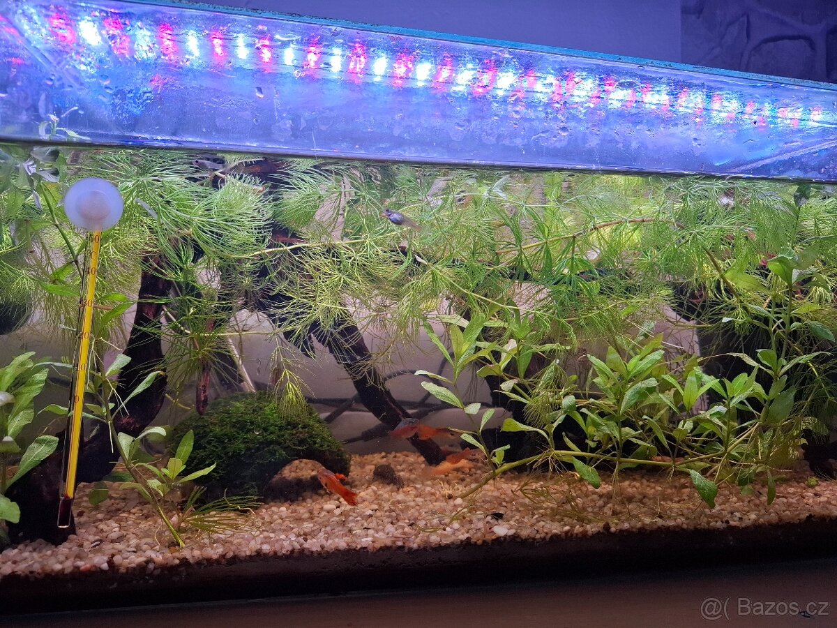 Paví očka, ancistrus, neonky - 7