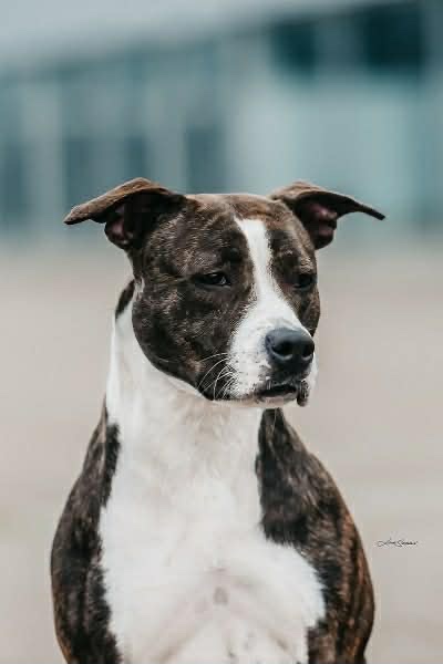 Americký stafordširský terier - 7