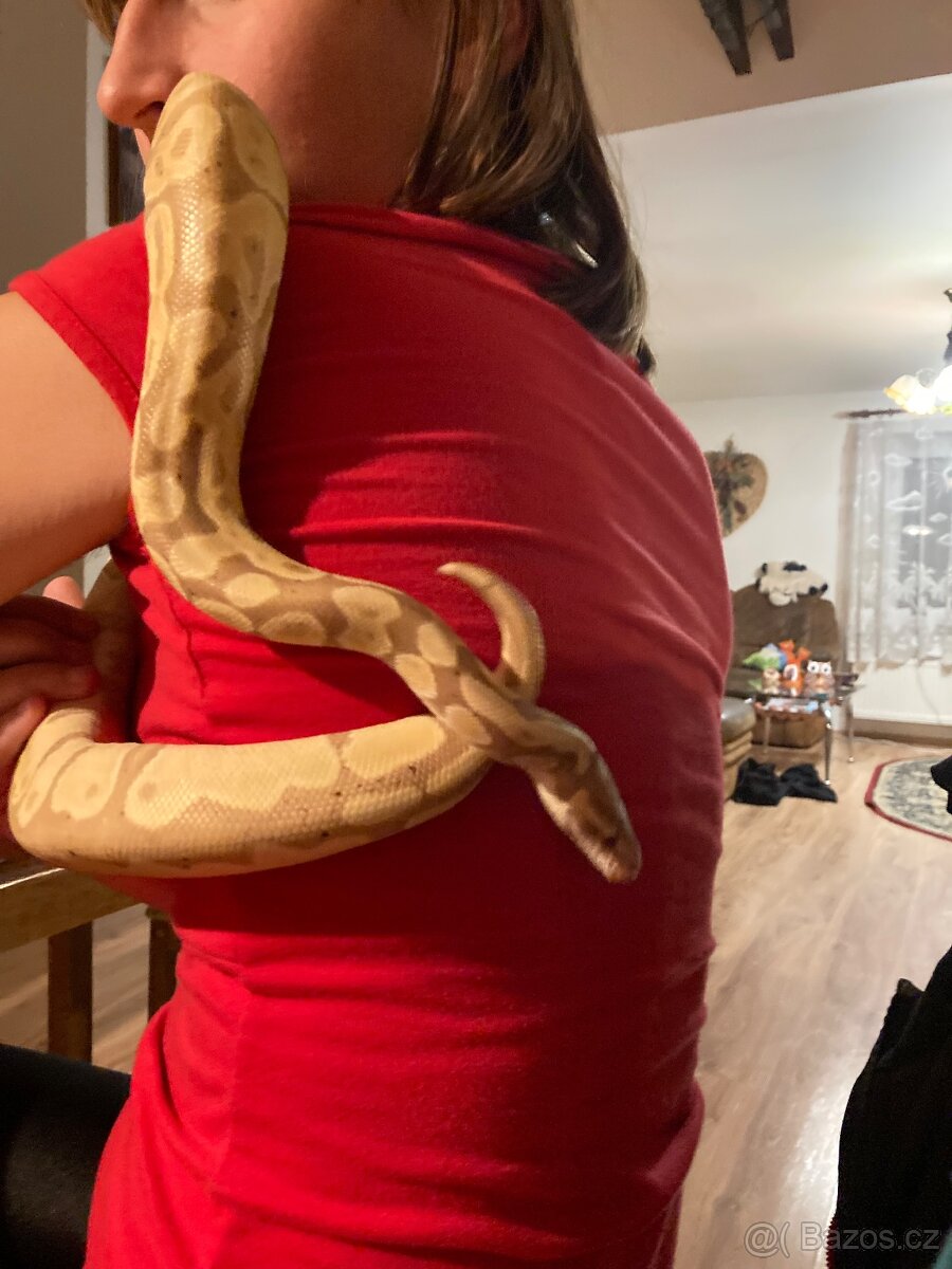 Krajta královská - 7