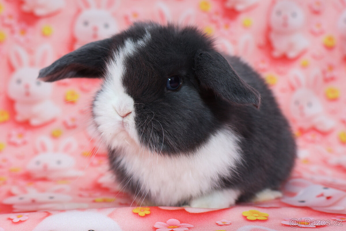 Zakrslý modrooký beránek - samička . - 7