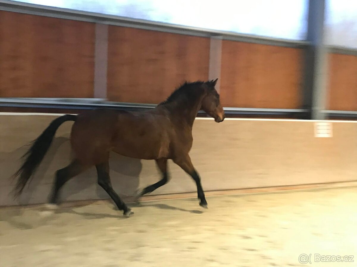 valach 9 let, 158 cm kůň pro ženu - 7