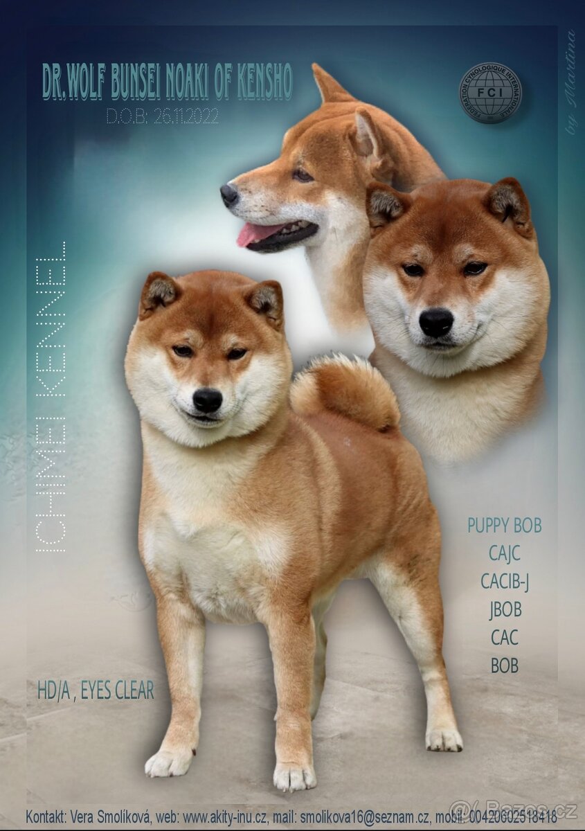 Shiba Inu s PP,FCI - 7