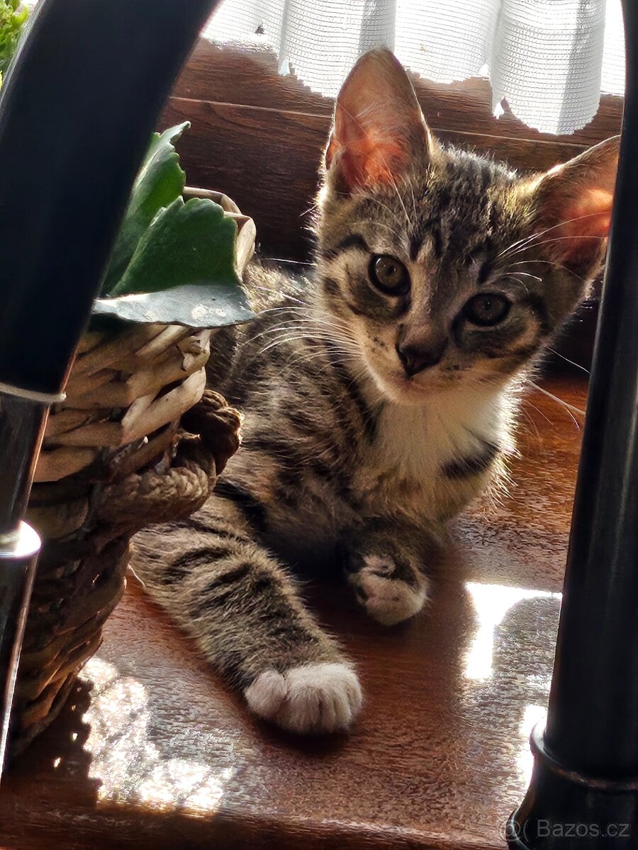 Koťata zdarma - 7