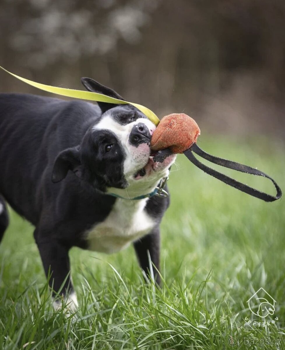 Kříženec molose - 7