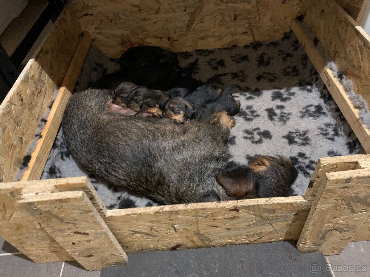 Jezevčík standard drsnosrstý s PP - 7