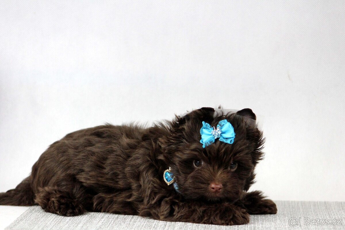 jorkšírský terrier s PP - 7