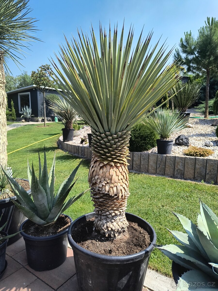 Sabal brazoriensis yucca juka - 7