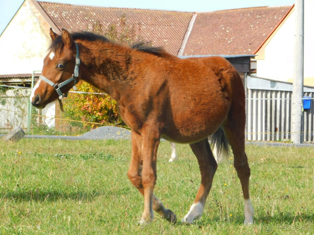 letošní hřebeček pony - 7