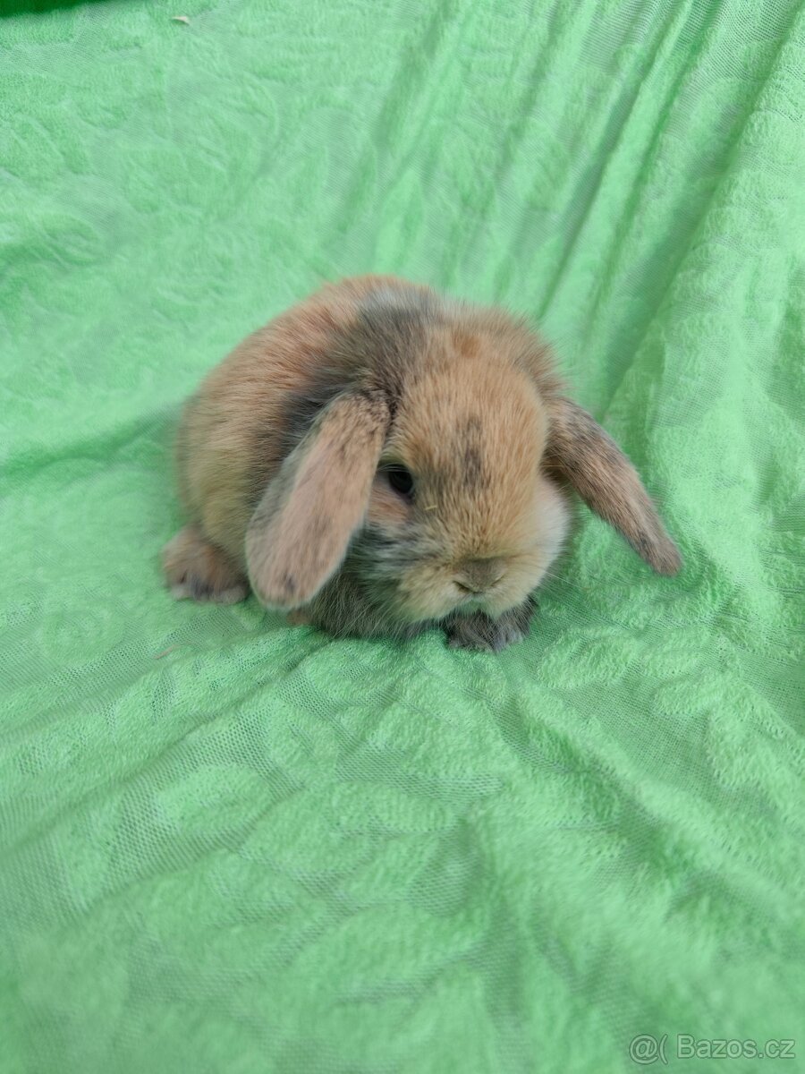 Vymazlení zakrslí králíčci - minilop, beranek, teddy - 7