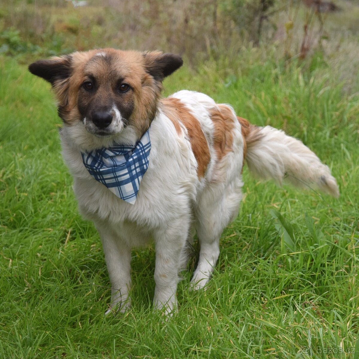 Olim hledá domov - 7