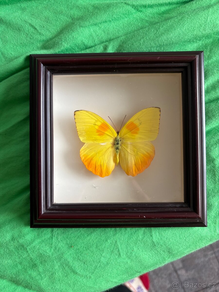 Obrazy - cena dojodou - 7