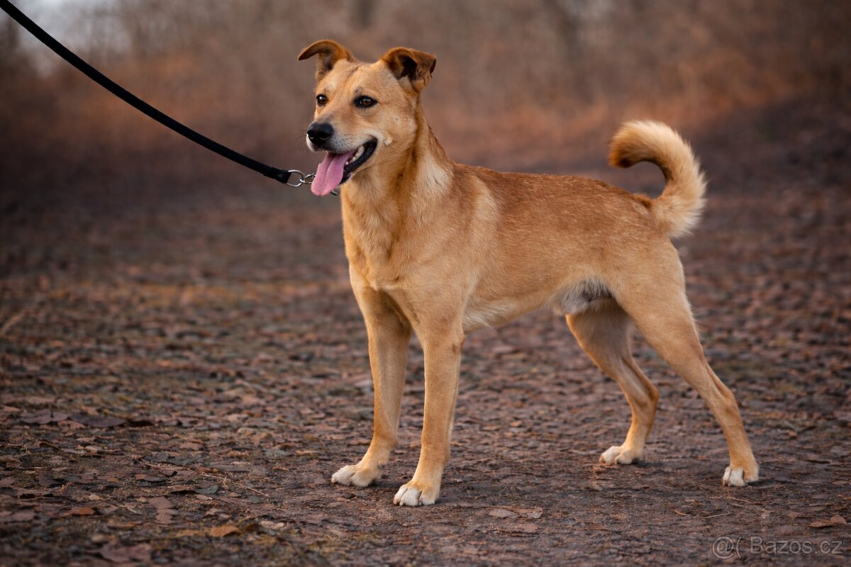 Chulio hledá domov - 7