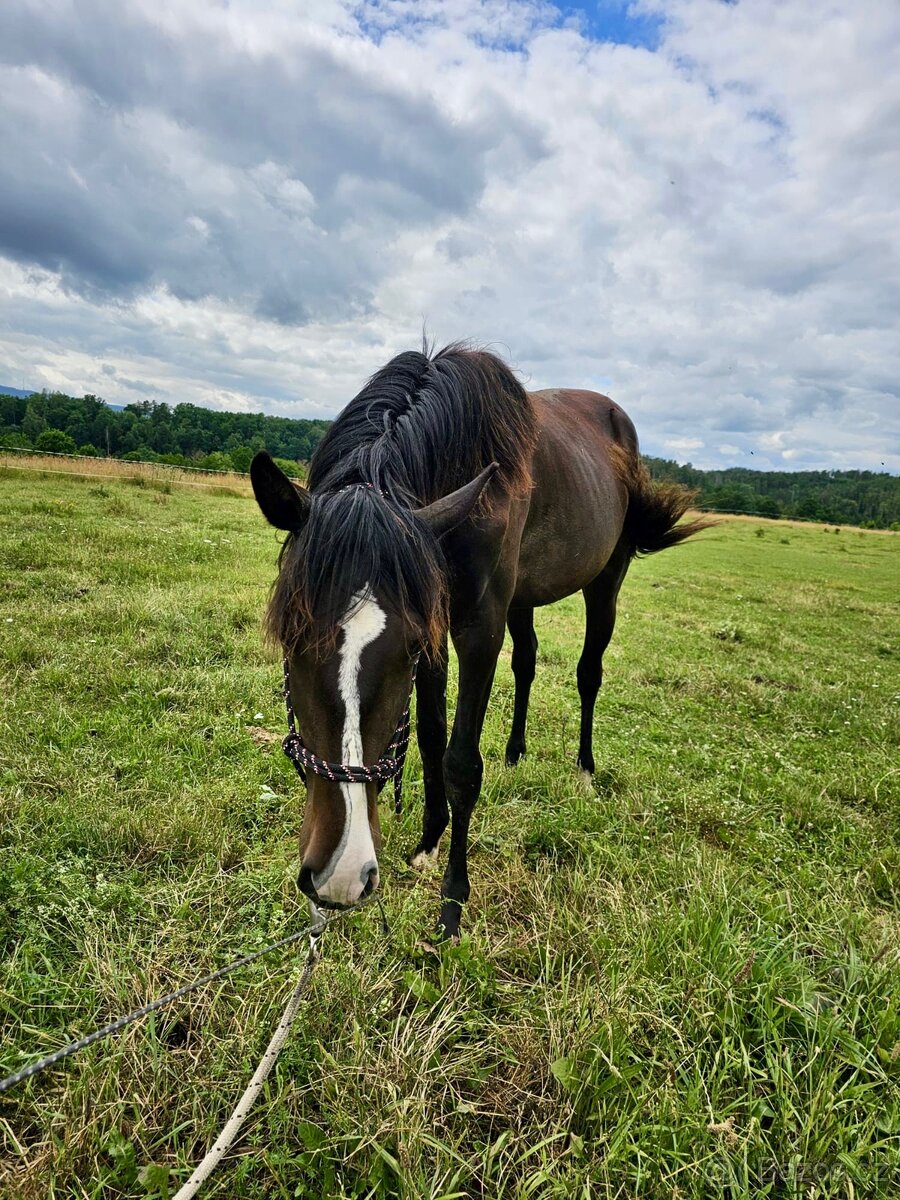 Lusitano klisna nar. 5/2024 - 7