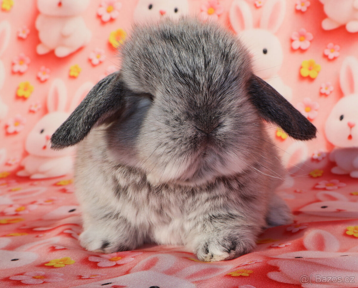 MiniLop beránci - 7