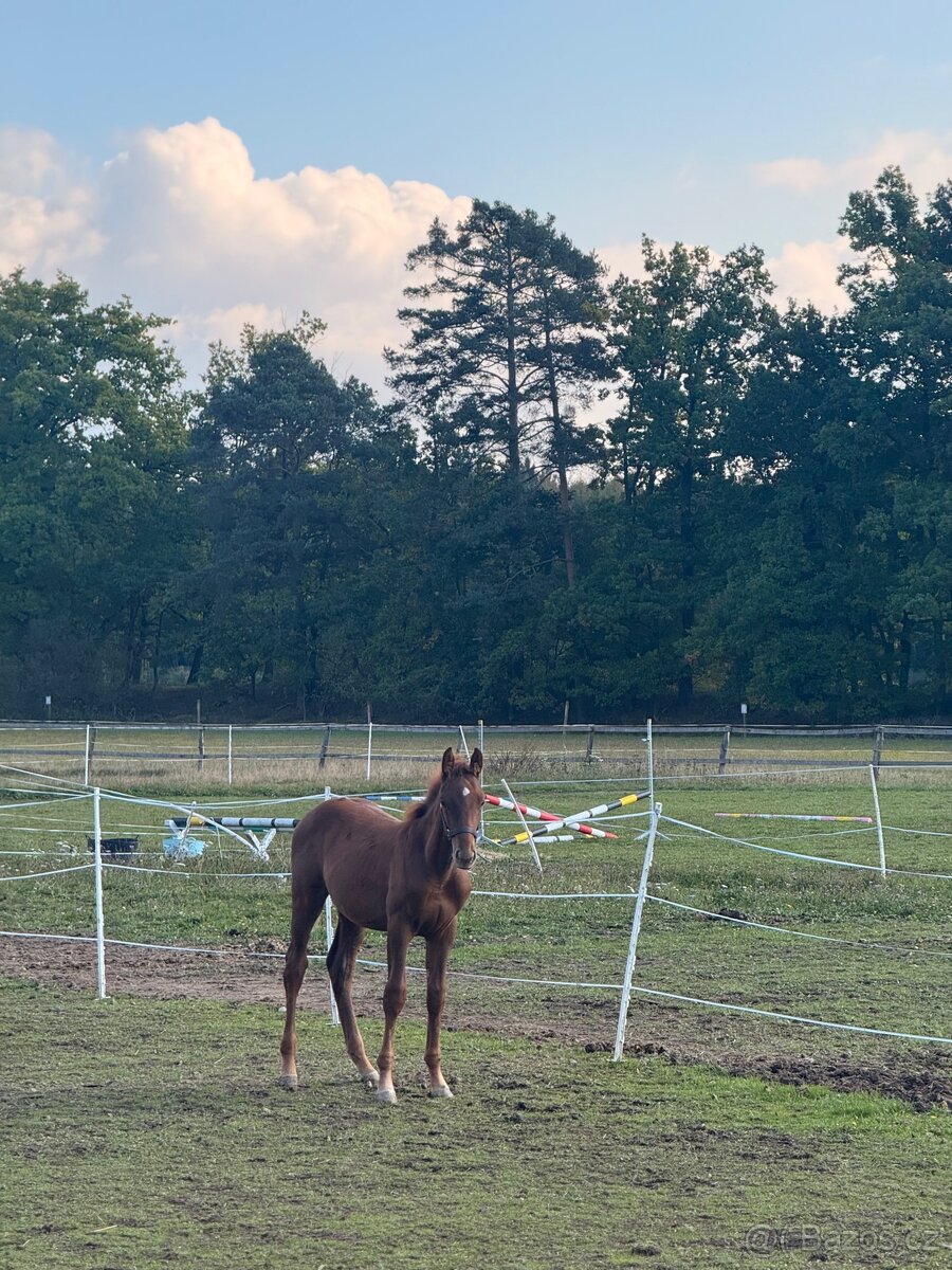 Kobyla s hříbětem - 7