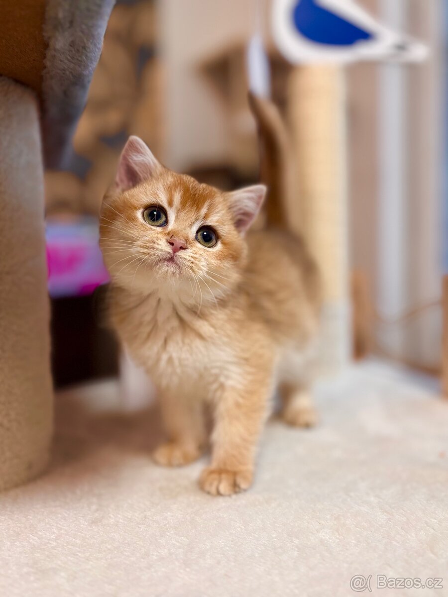 Luxusní zlata britská činčila koťata s PP pro chov - 7