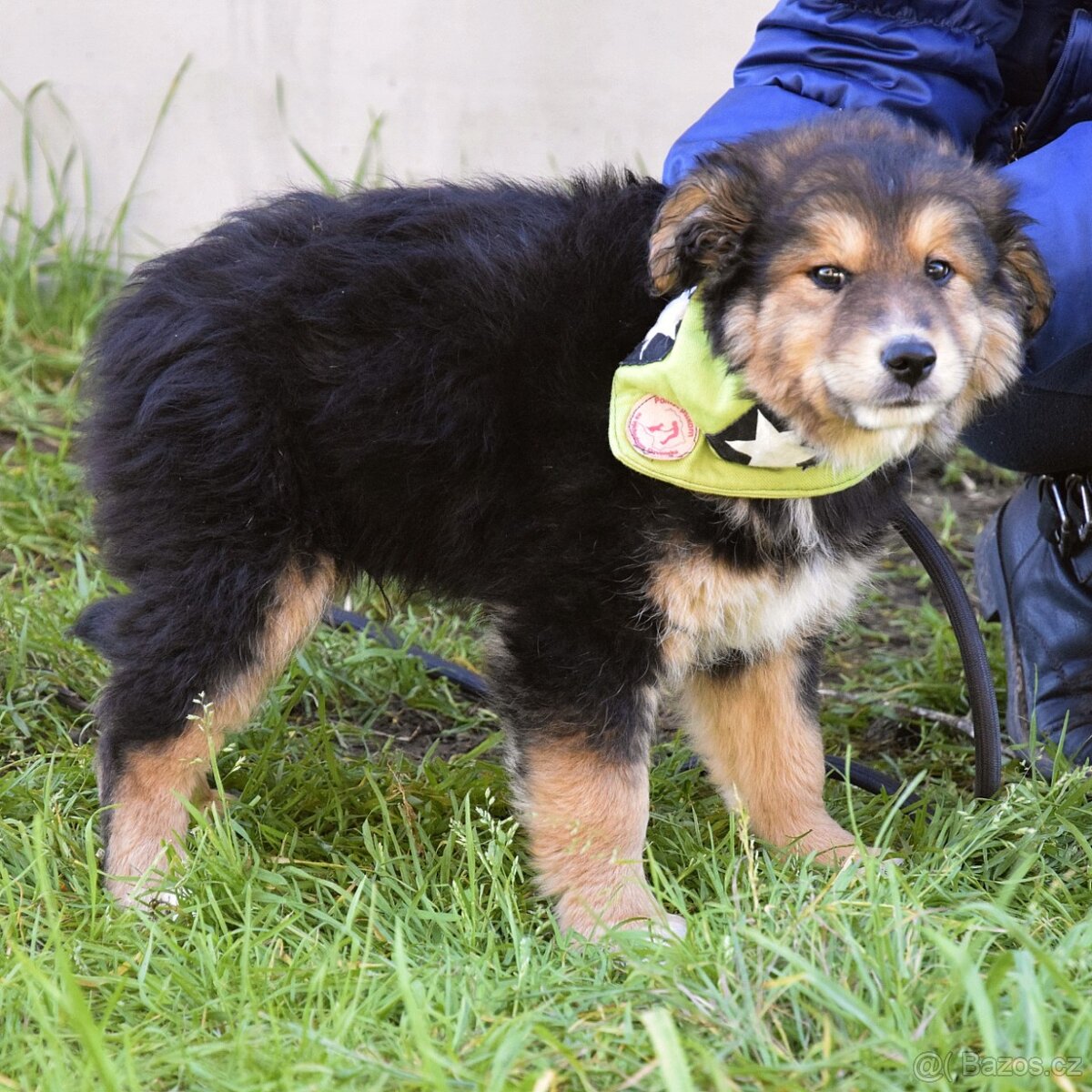 Barón - malý sluníčkový poklad hledá svůj domov ☀️ - 7