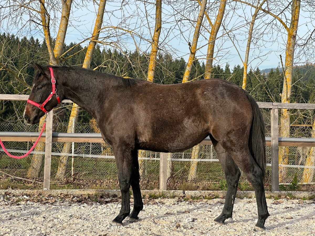 Dvouletá kobylka po Cornet de Lux - 7