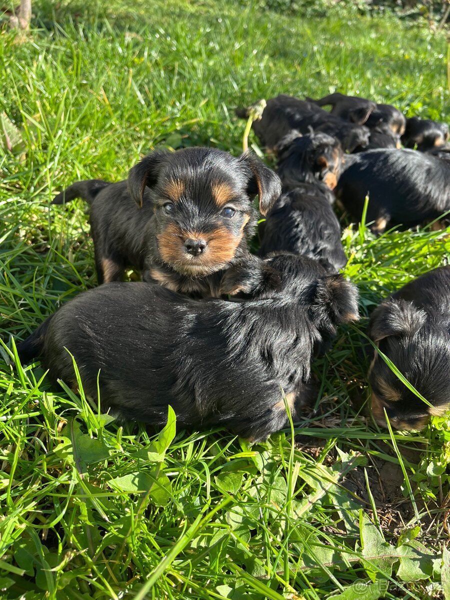 Štěňátka yorkšíra bez PP - 7