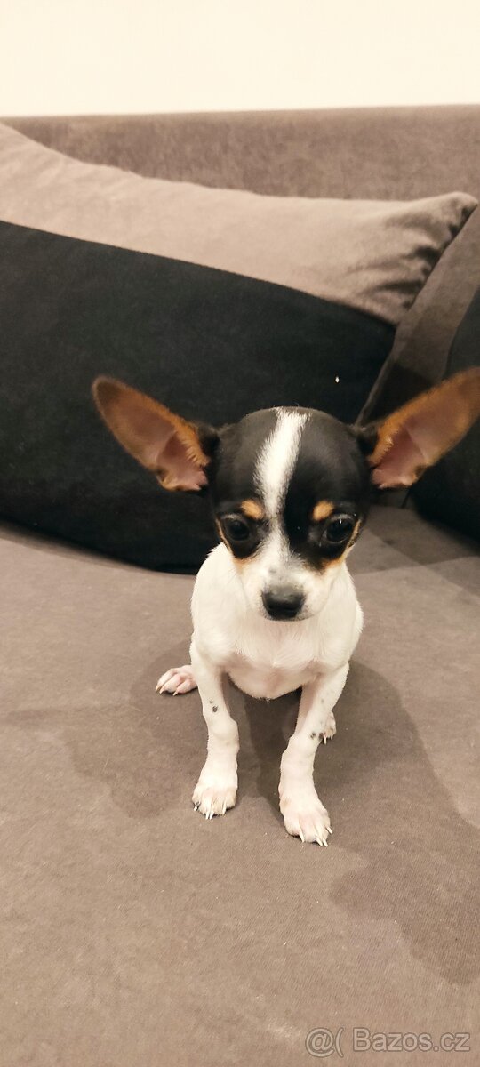 Čivava fenka s pp - 7