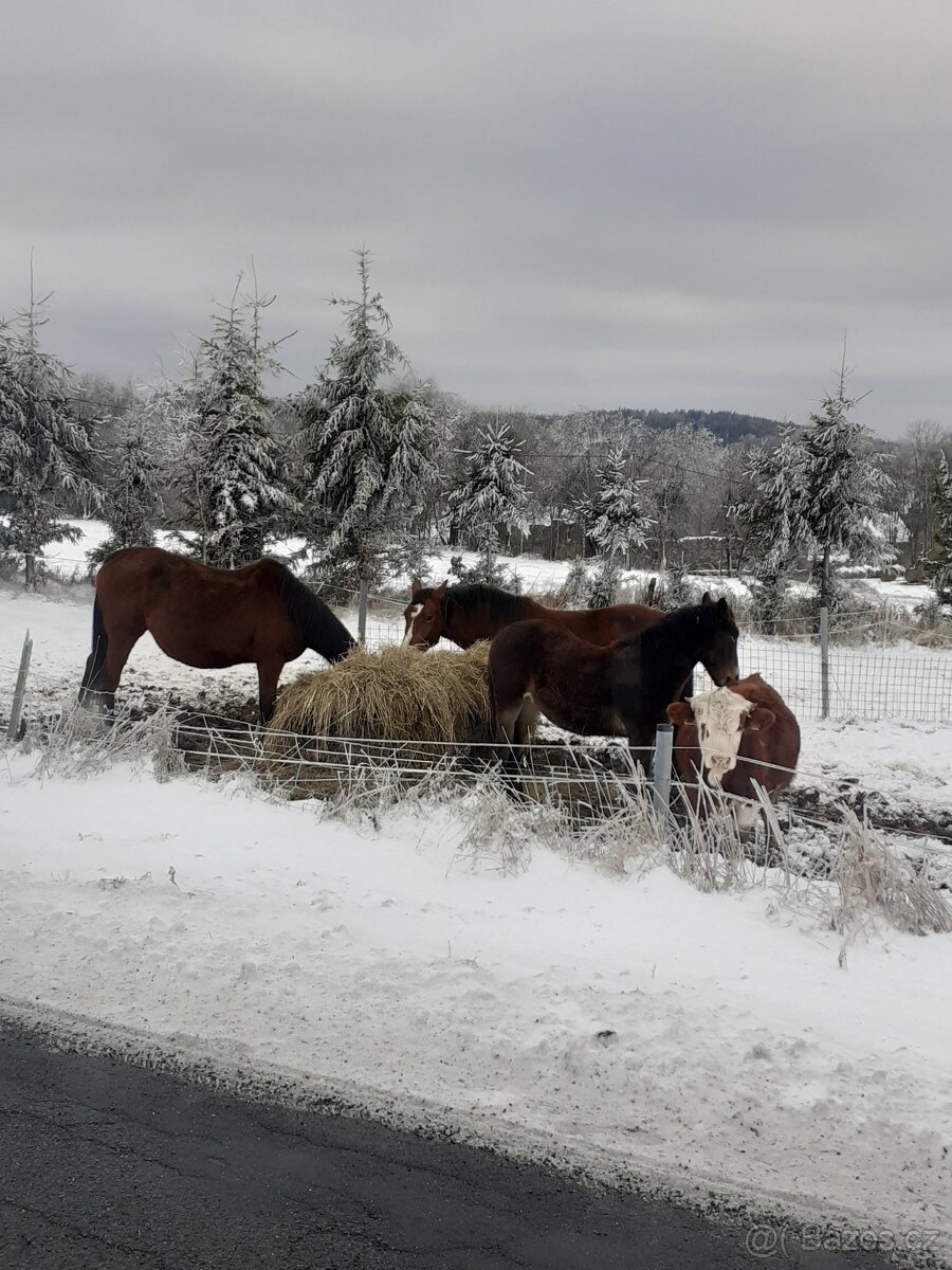 WPBr fešák pro radost - 7