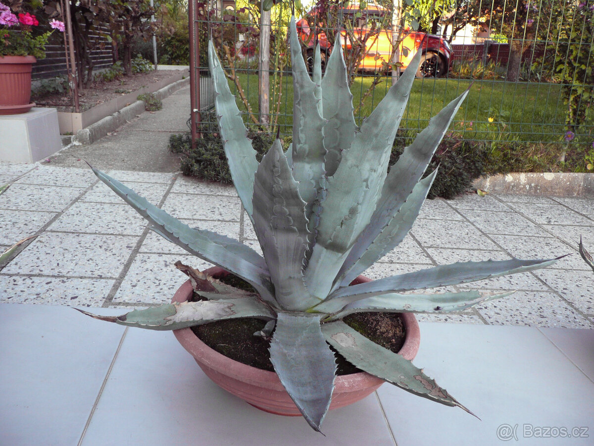 Agave americana - 7