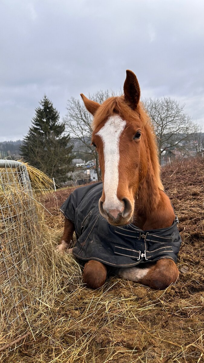 Roční hřebeček - 7