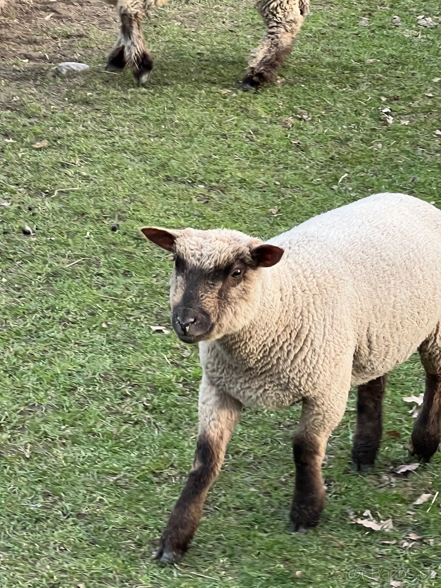 Jehně Charollais - 7