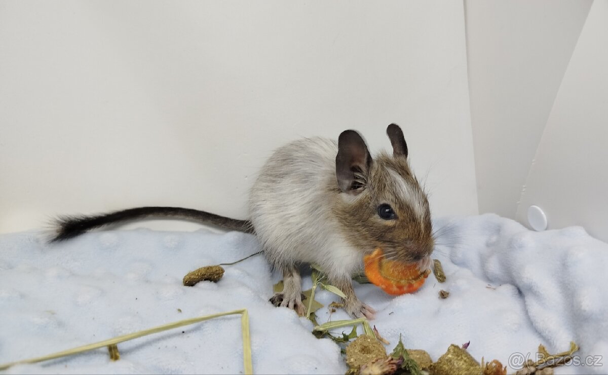 Osmák degu, Osmáci - SAMIČKY - 7