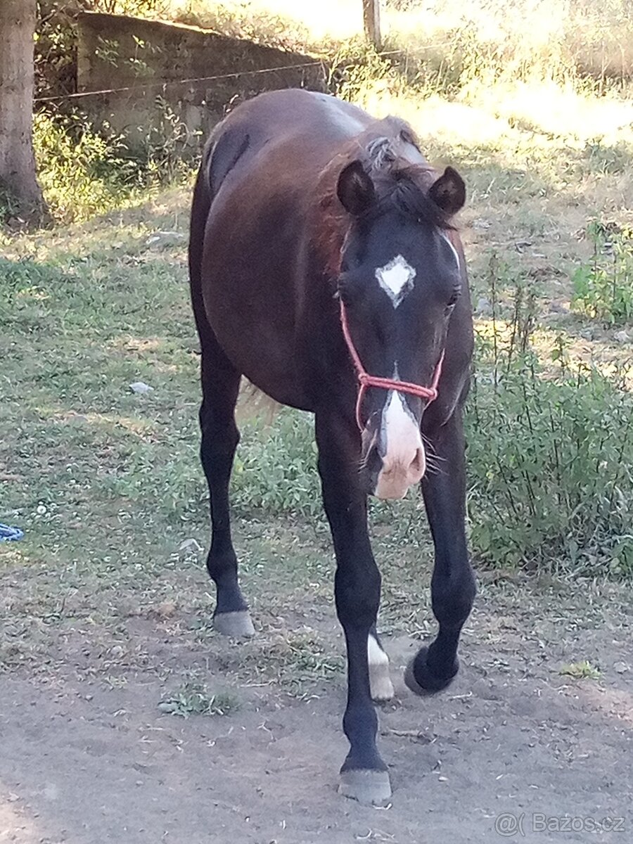 Shagya arab - 7