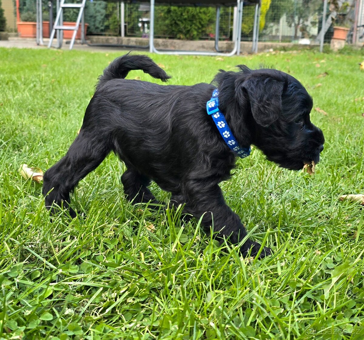 Knírač malý černý - 7