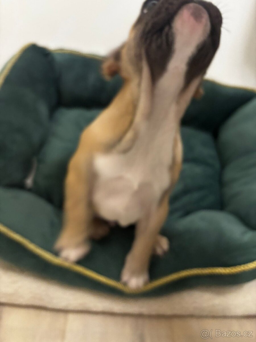 Francouzský buldoček - 7