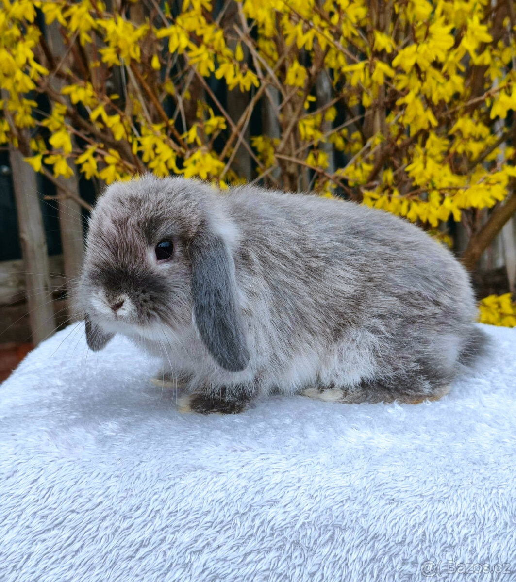 Zakrslý králíček MINILOP 💙 - 7