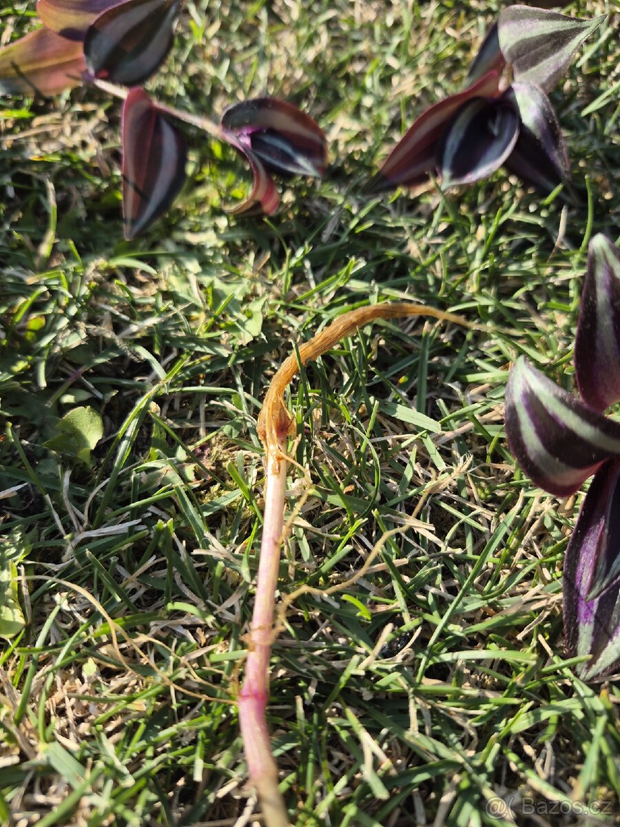 Tradescantia Zebrina - 7
