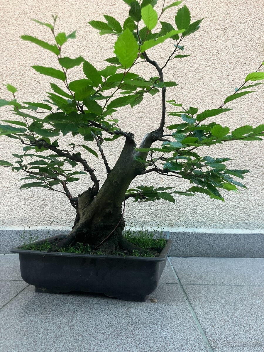 Bonsai, Bonsaj, habr obecný - 7