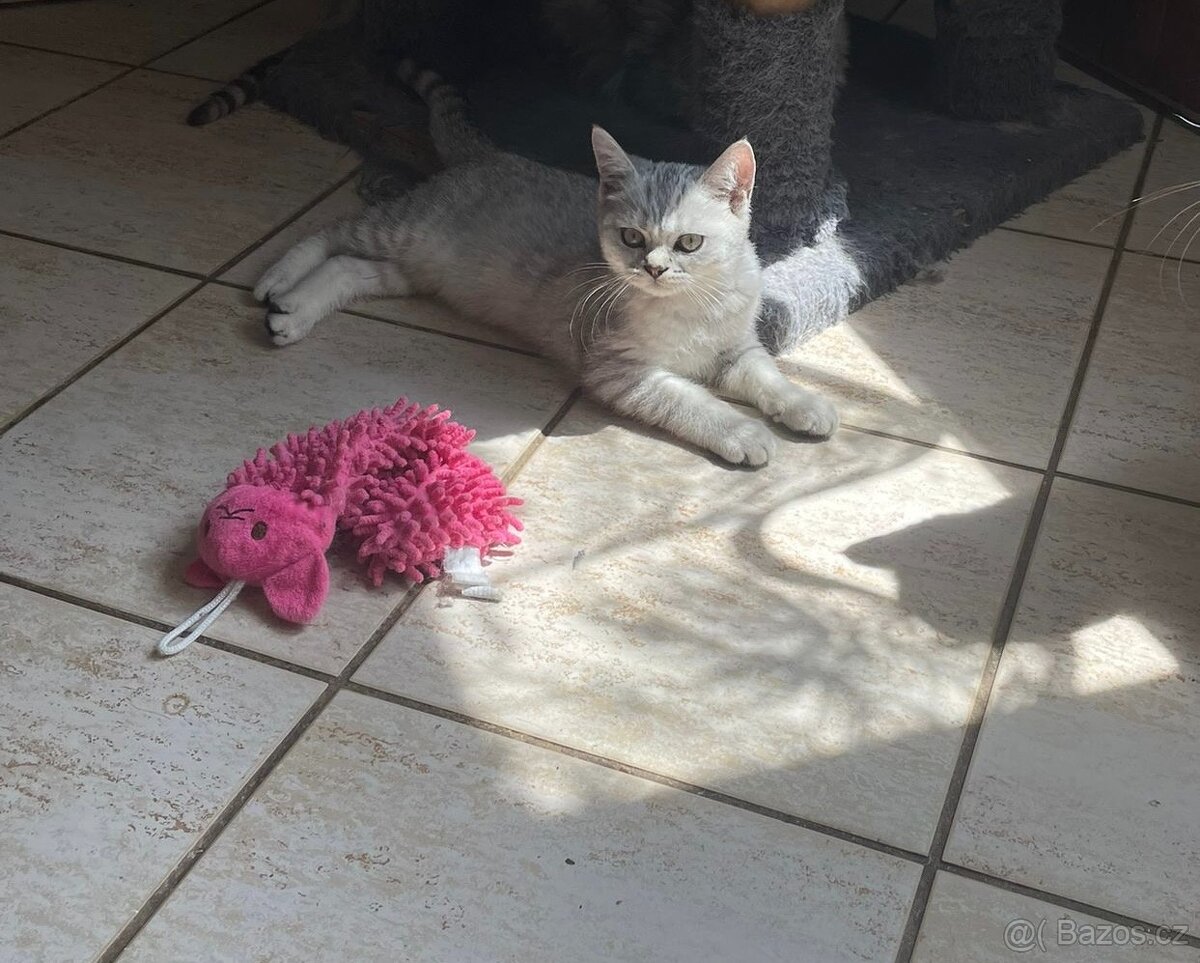 Britská koťata - 7