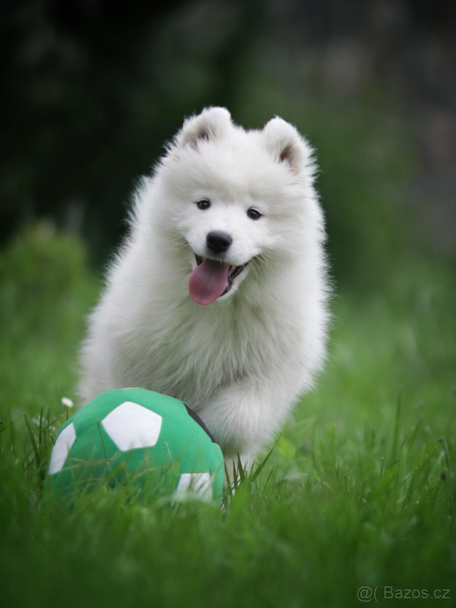 Samojed - štěňátka s PP - 7
